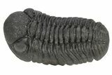 Phacopid (Morocops) Trilobite - Completely Removed From Rock! #249256-4